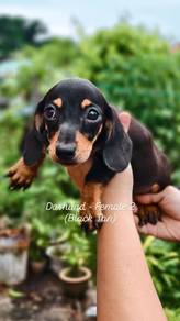 Daschund (Sosej Dog)