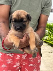 puppies for adoption💗