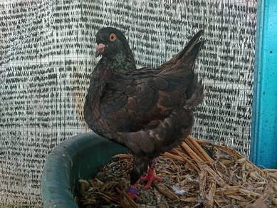 burung merpati Modena 