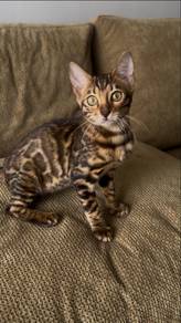 Bengal Female Kitten