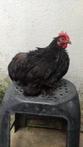 Ayam pekin bantam Mini Cochin dewasa