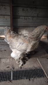 Induk betina ayam Brahma