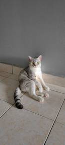 Female Silver Tabby British Shorthair Cat