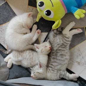 Silver Tabby BSH Kittens 