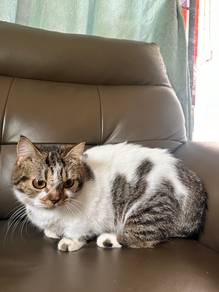munchkin supershort