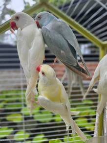 Indian ring neck biru/albino