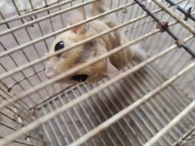 Sugar glider platinum silverbell matang jantan