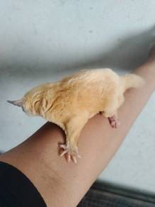 Sugar glider white mosaic jantan matang jinak