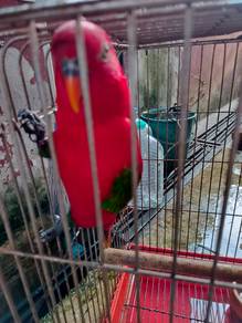 Chattering lorikeet jantan matang