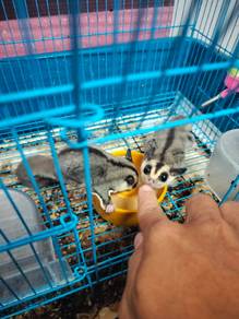 Sugar glider white face jantan matang