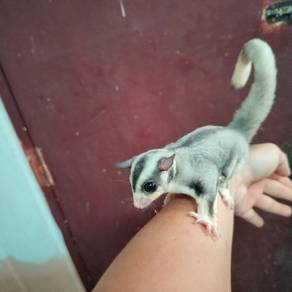 Sugar glider borong 3 ekor jantan + 1 betina