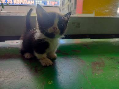 Bsh Munchkin bi colour