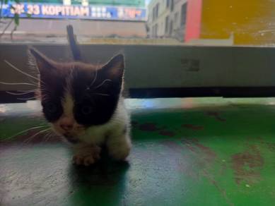 Bsh Munchkin bi colour