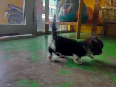 Bsh Munchkin bi colour