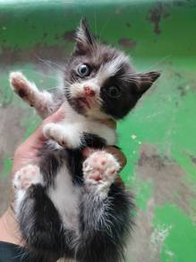 Bsh Munchkin bi colour
