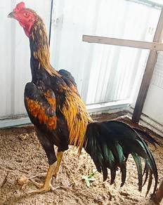 Ayam Pamakoy 