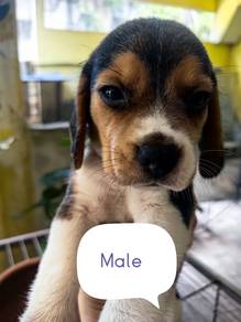 BEAGLE Puppies no cert