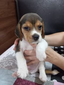 Beagle puppy