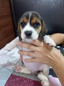 BEAGLE Puppies