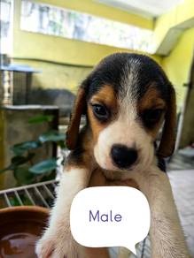 BEAGLE Male