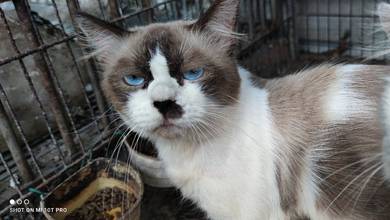 Mixed Ragdoll Cat