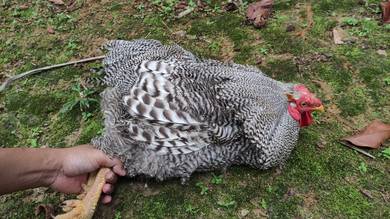 Ayam BPR Jantan Dewasa