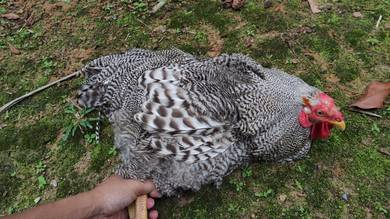 Ayam BPR Jantan Dewasa