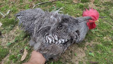 Ayam BPR Jantan Dewasa