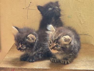 Kucing / Cat non-standard munchkin
