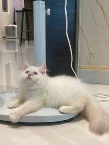 Silver Point Long Hair Cat