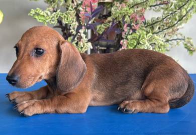 Dachshund sausage dog