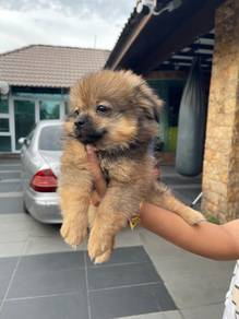 Pomeranian for sale