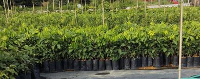 Benih Rambutan pelbagai jenis