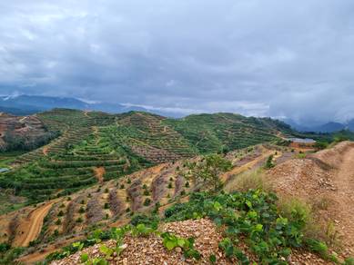 632 acres durian and palm oil land Telemong Karak freehold