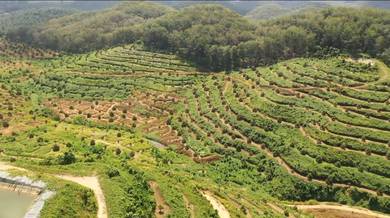 632 acres durian and palm oil land Telemong Karak freehold