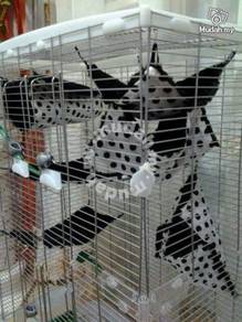 Cage Sugar Glider Almost Anything For Sale In Malaysia Mudah My