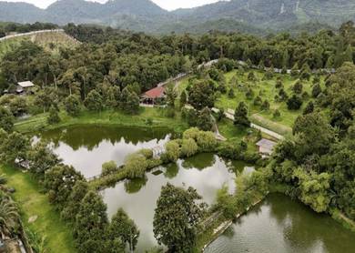 Resort Durian Musang King, Kolam Ikan Hulu Langat