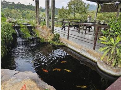 Resort Durian Musang King, Kolam Ikan Hulu Langat