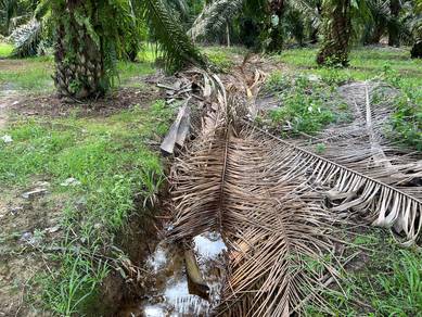 Mukim kesang, muar, agriculture land(beside road)