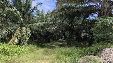 Mukim kesang, muar, agriculture land(beside road)