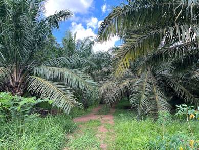 Mukim kesang, muar, agriculture land(beside road)