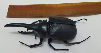 Black Hercules Beetle Bandai