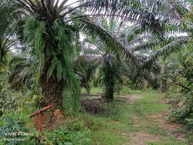 Tanah Sawit 5.43 Relong Berdekatan Klinik Kampung Betong Mukim Jeneri