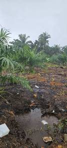 Tanah Sawit 9.88 Ekar, Freehold, Akses hingga tanah, Penerok, Pontian