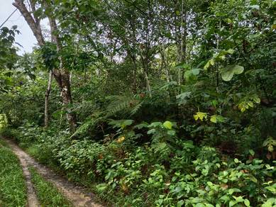 Rubber tree land in Kalumpang Selangor