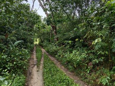 Rubber tree land in Kalumpang Selangor