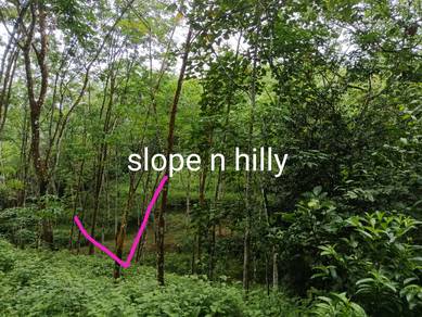 Rubber tree land in Kalumpang Selangor