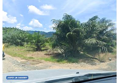 Strategic Oil Palm Estate with Excellent Mill Access 🚜