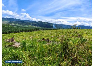 Strategic Oil Palm Estate with Excellent Mill Access 🚜