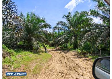 Strategic Oil Palm Estate with Excellent Mill Access 🚜